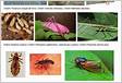 Identificação de insetos PDF Insetos Taxonomia Biologi